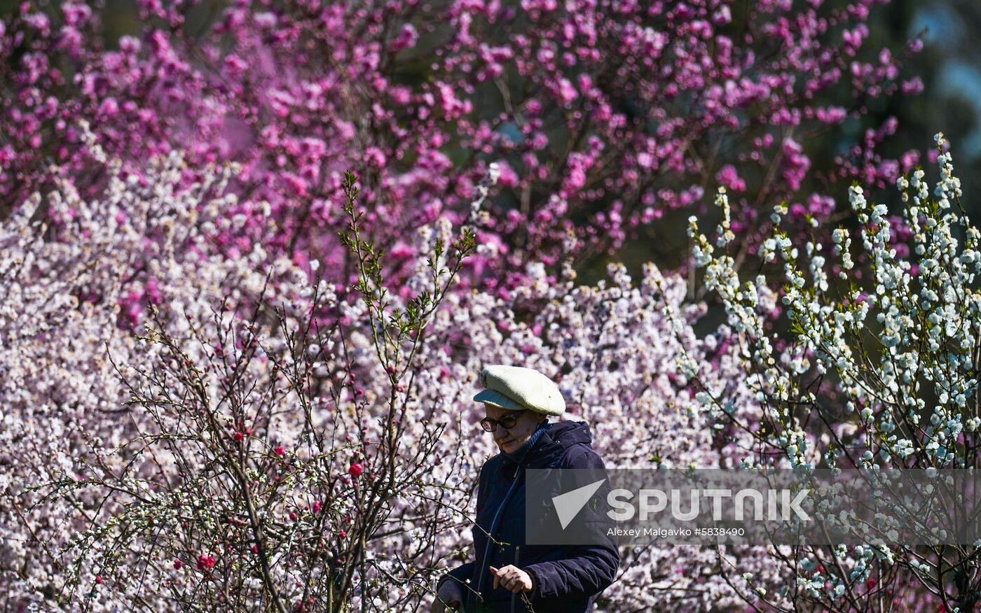 Russia Crimea Flowers