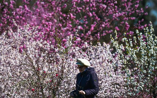 Russia Crimea Flowers