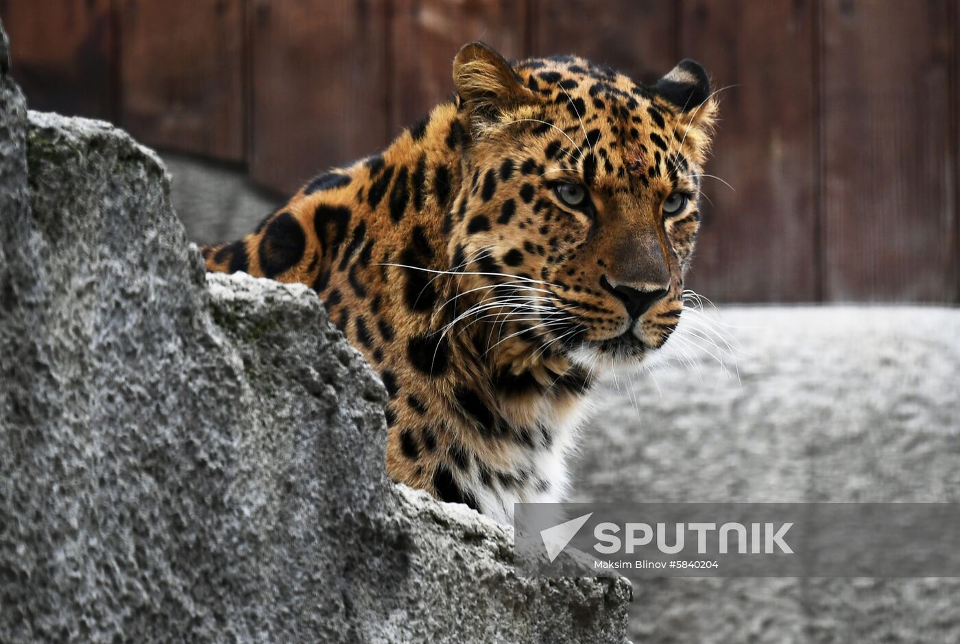 Russia Moscow Zoo