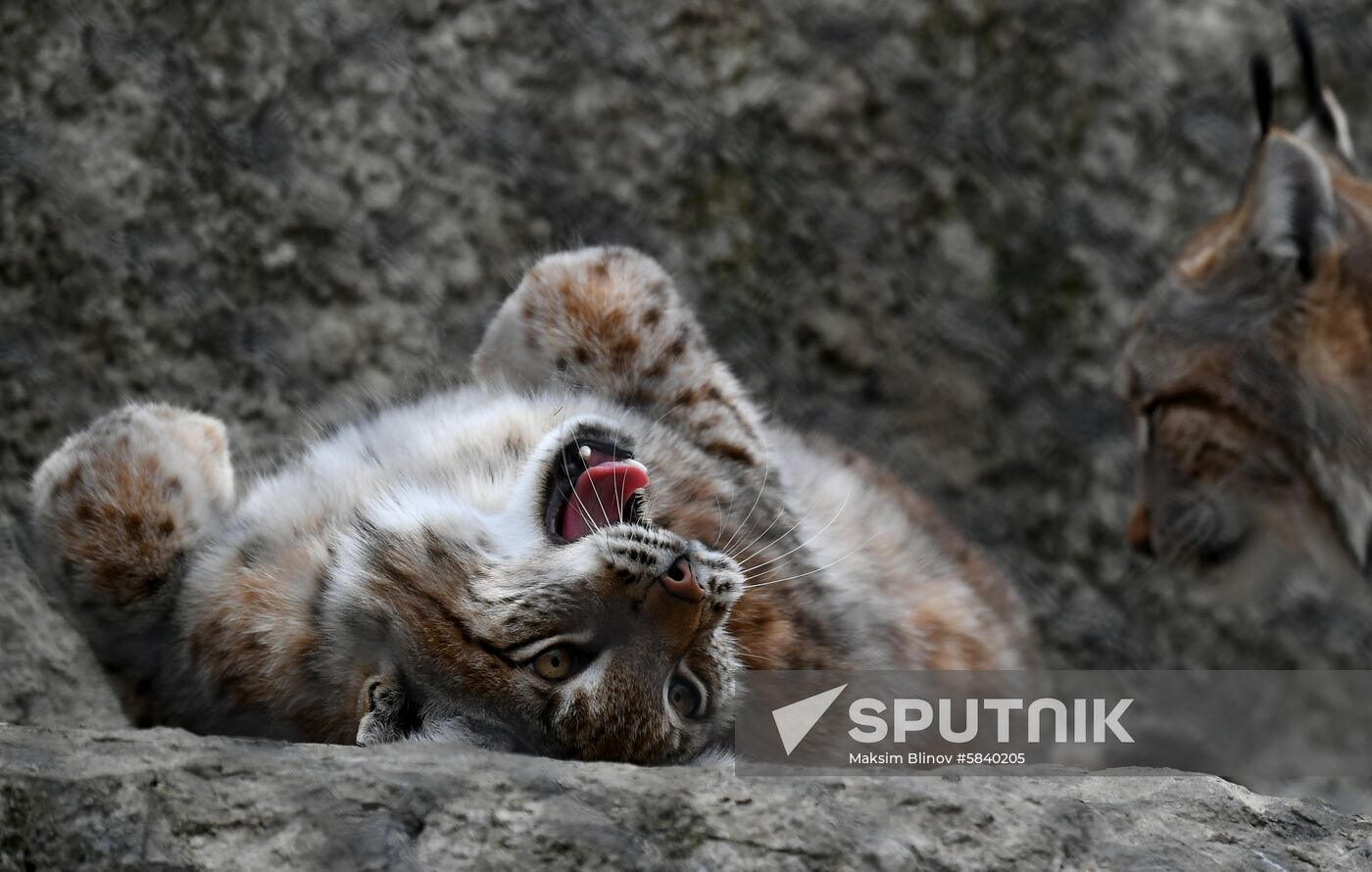 Russia Moscow Zoo