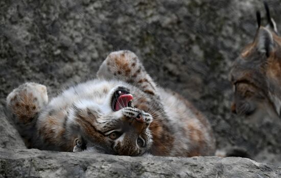 Russia Moscow Zoo