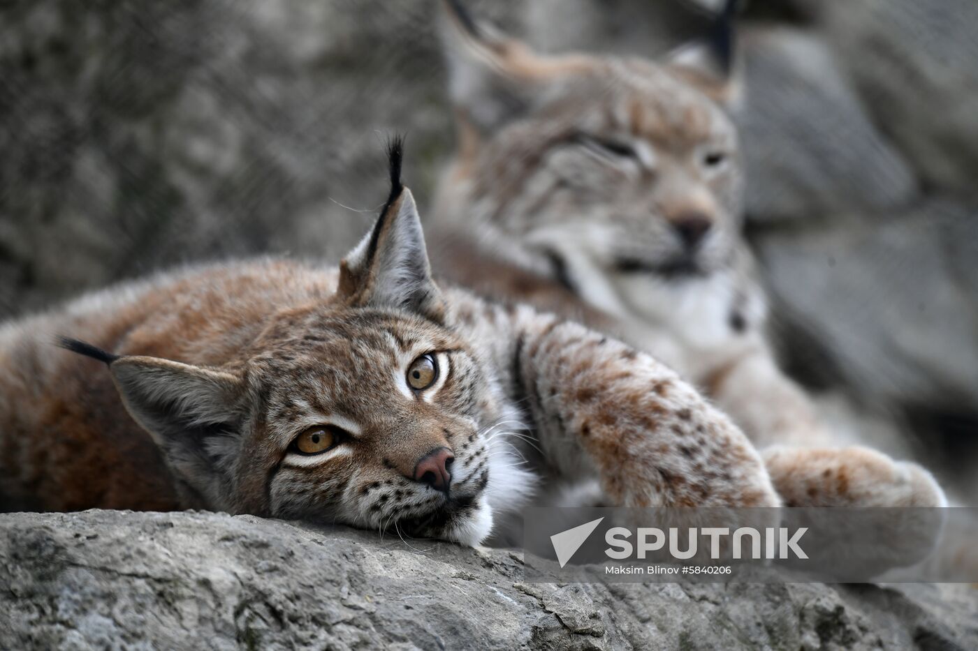 Russia Moscow Zoo