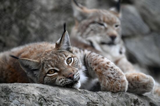 Russia Moscow Zoo