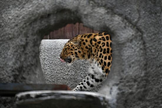Russia Moscow Zoo