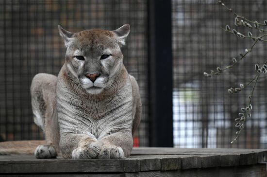 Russia Moscow Zoo