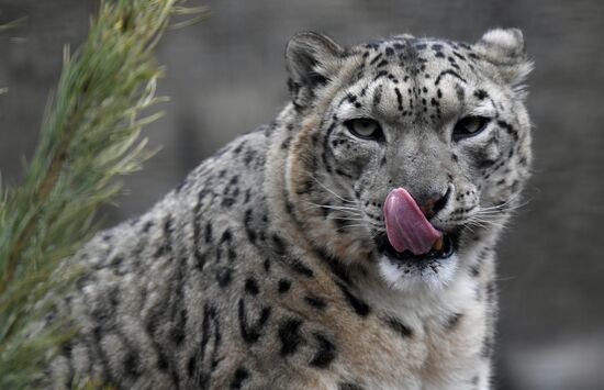 Russia Moscow Zoo
