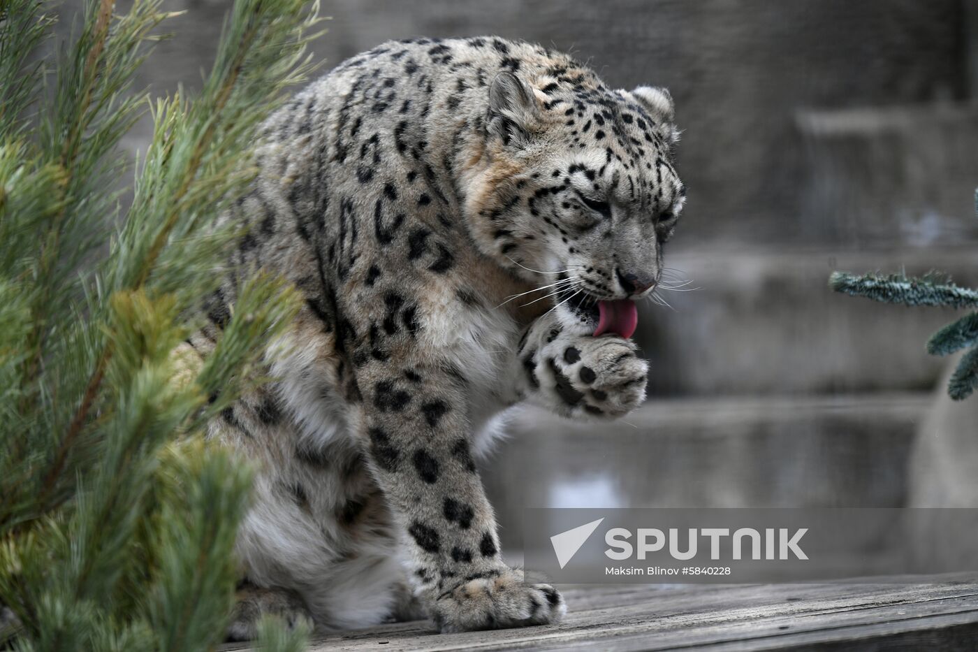 Russia Moscow Zoo