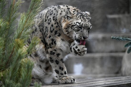 Russia Moscow Zoo