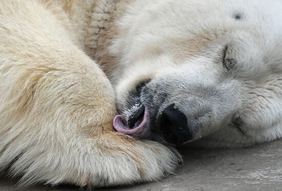 Russia Moscow Zoo