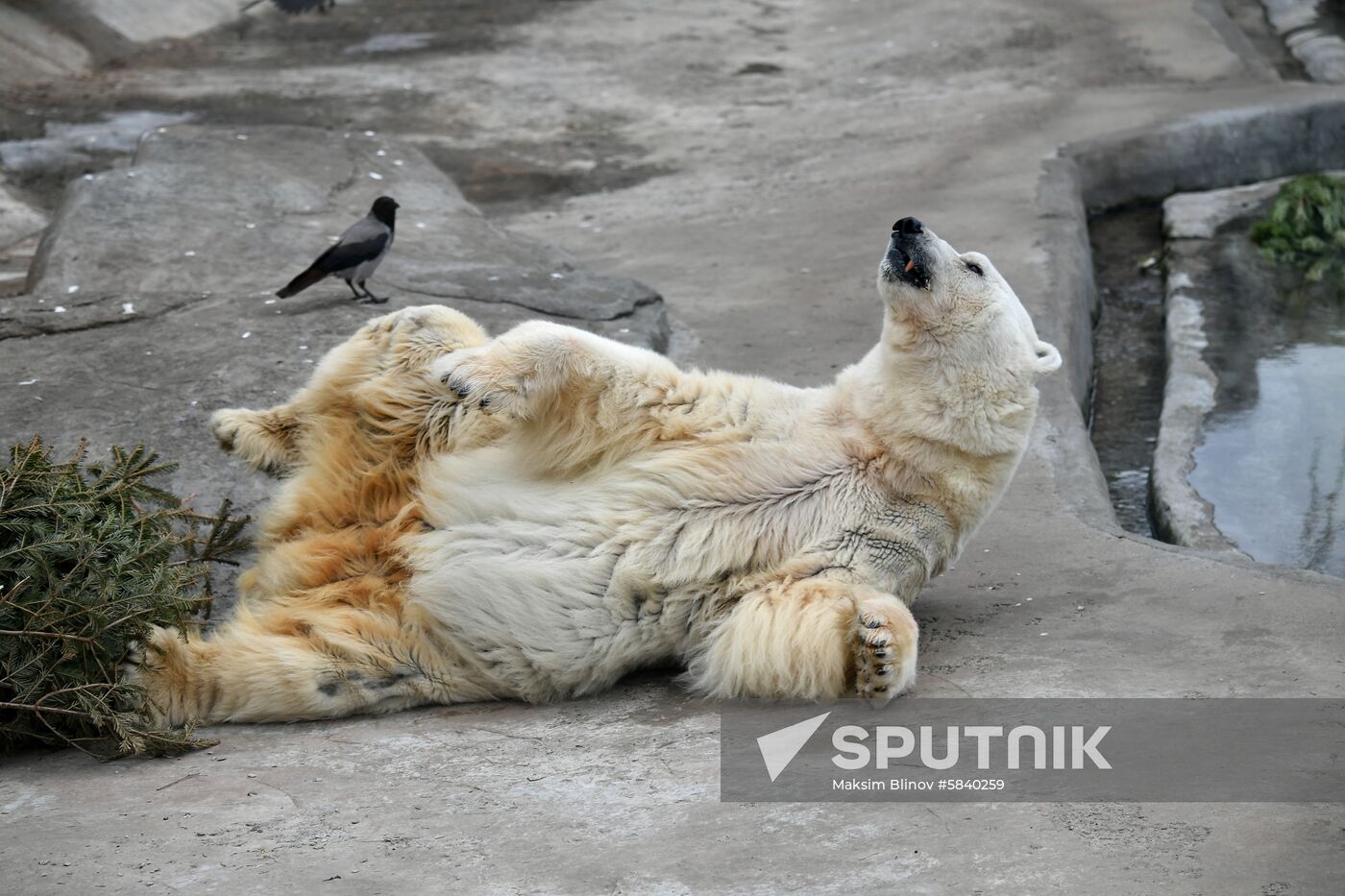 Russia Moscow Zoo