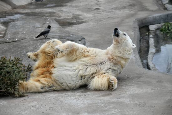 Russia Moscow Zoo