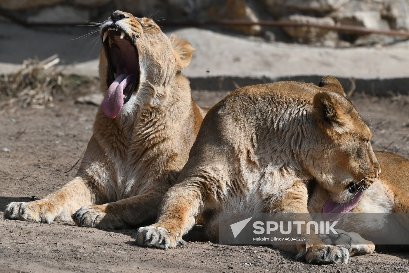 Russia Moscow Zoo