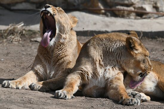Russia Moscow Zoo