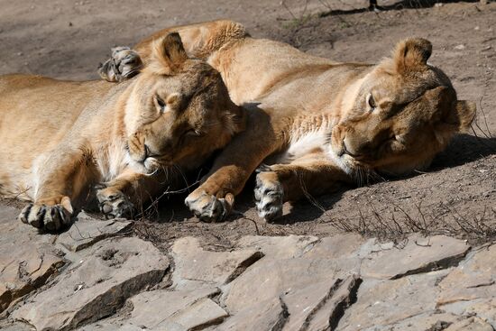 Russia Moscow Zoo