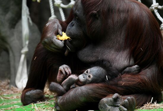 Russia Moscow Zoo