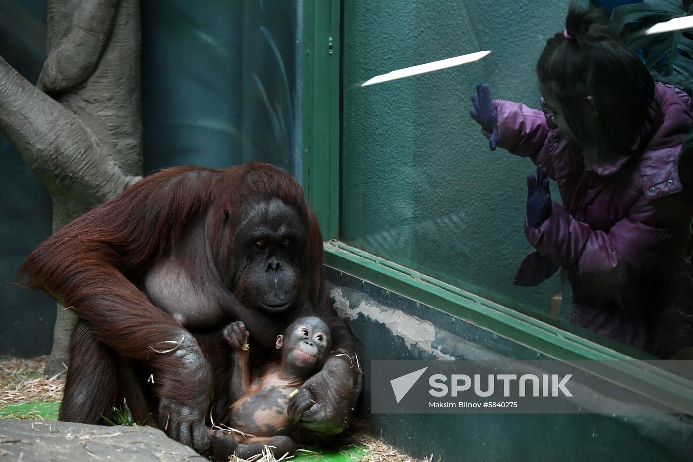 Russia Moscow Zoo