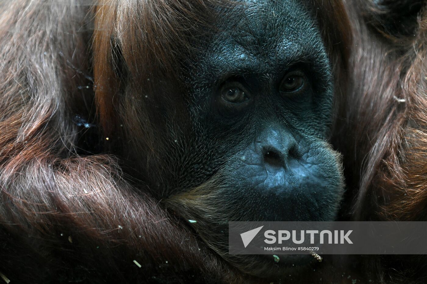 Russia Moscow Zoo