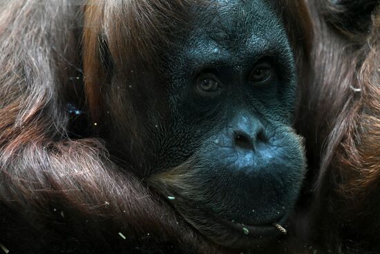 Russia Moscow Zoo