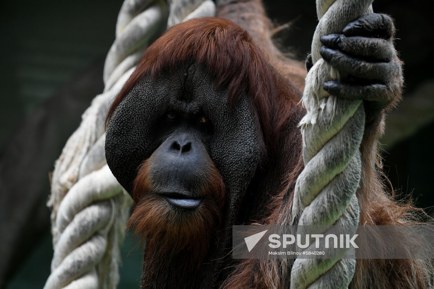 Russia Moscow Zoo