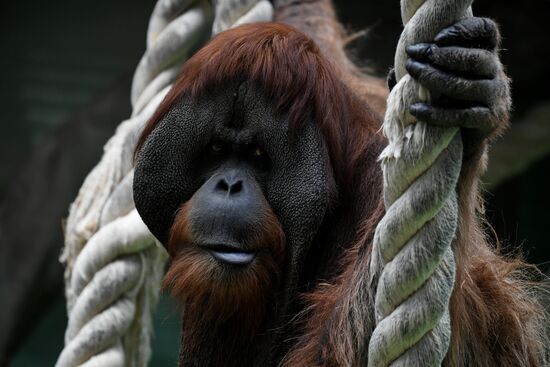 Russia Moscow Zoo