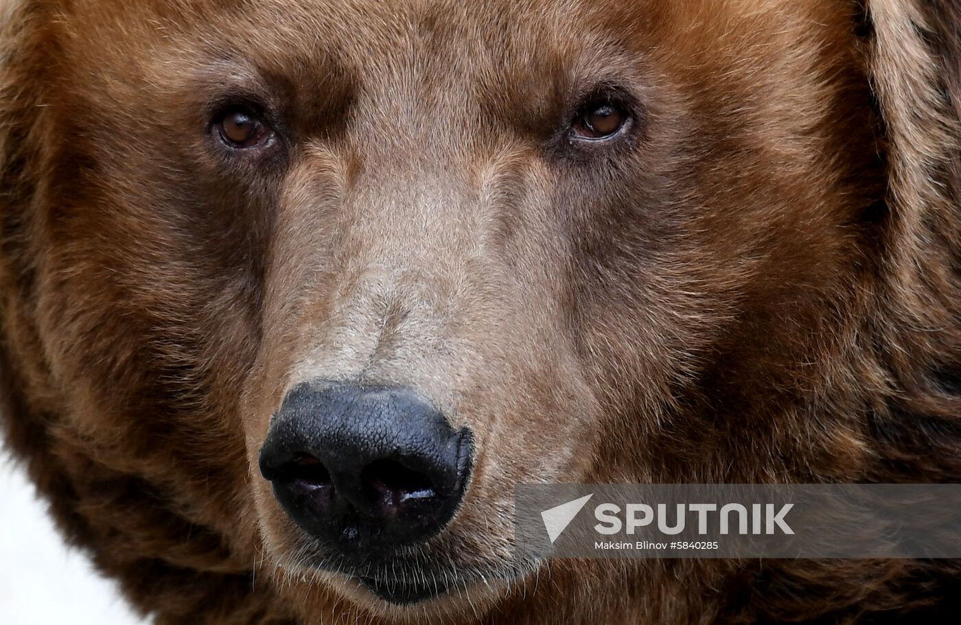 Russia Moscow Zoo