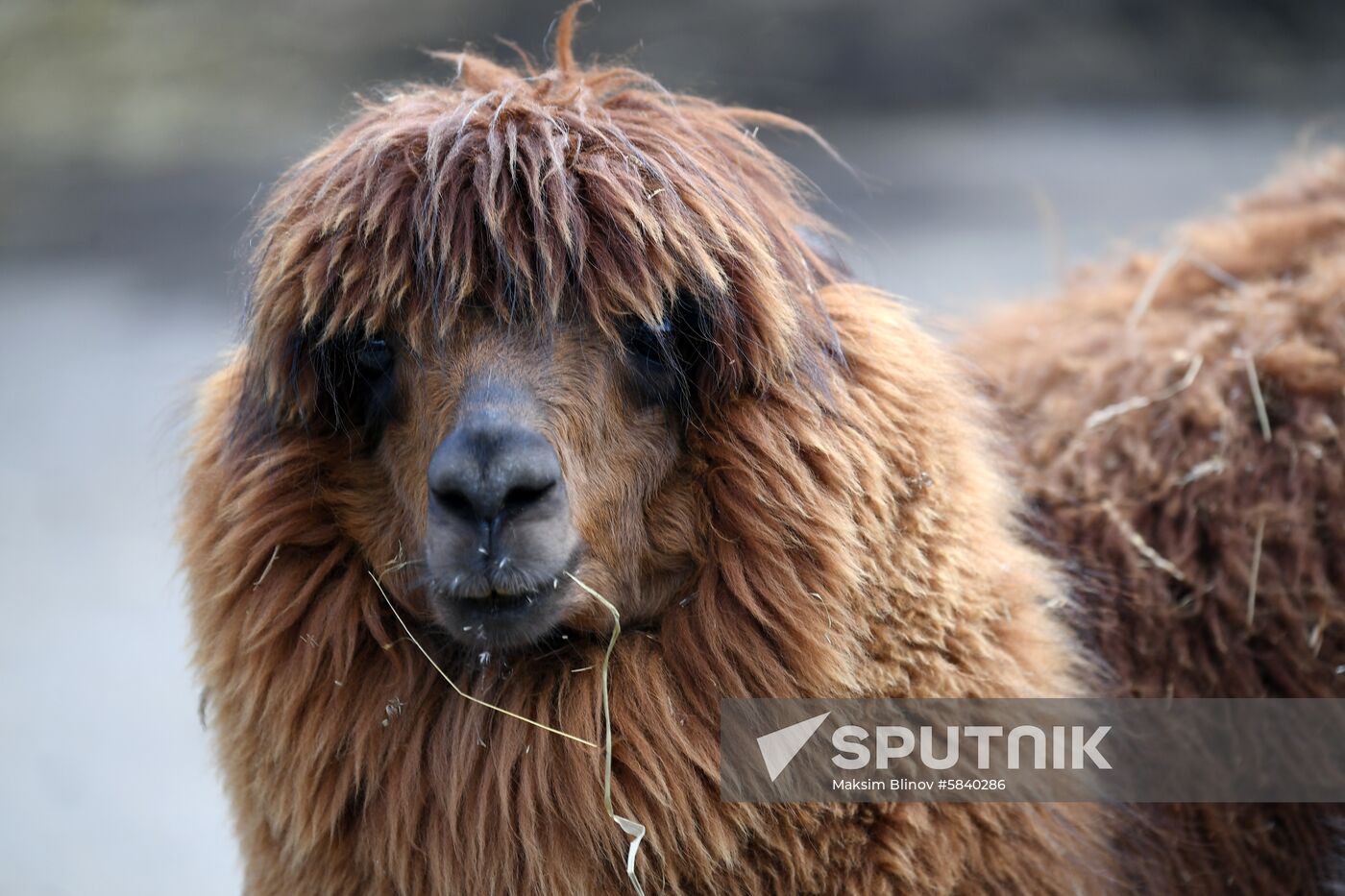 Russia Moscow Zoo