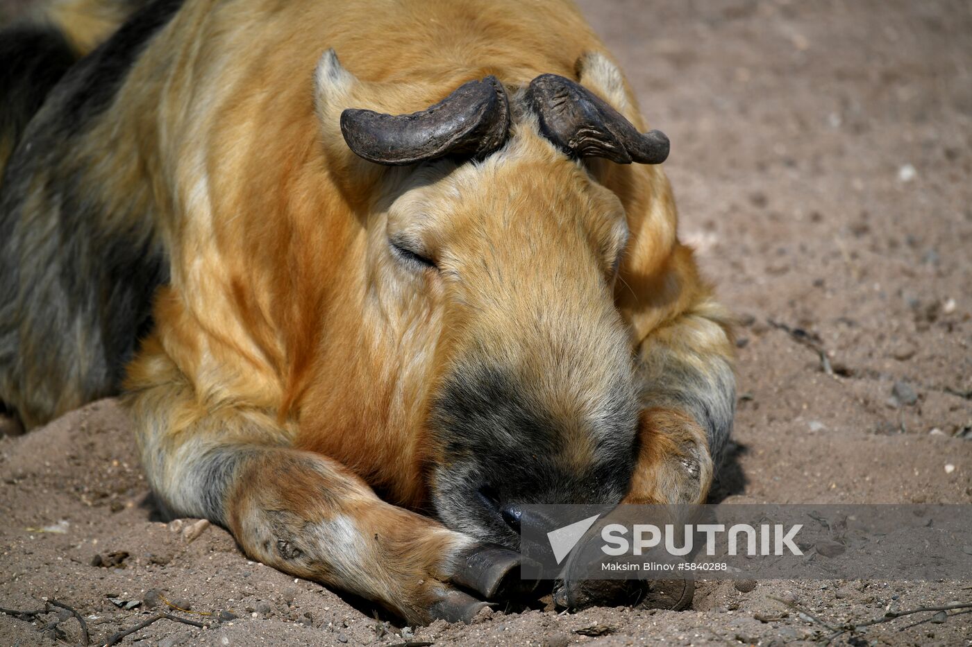 Russia Moscow Zoo