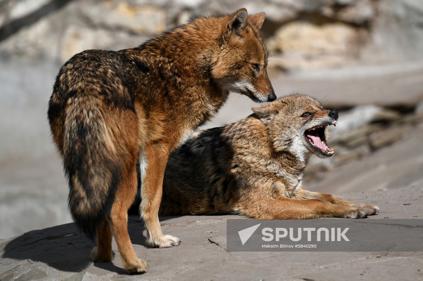 Russia Moscow Zoo