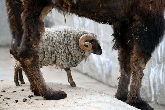 Russia Moscow Zoo