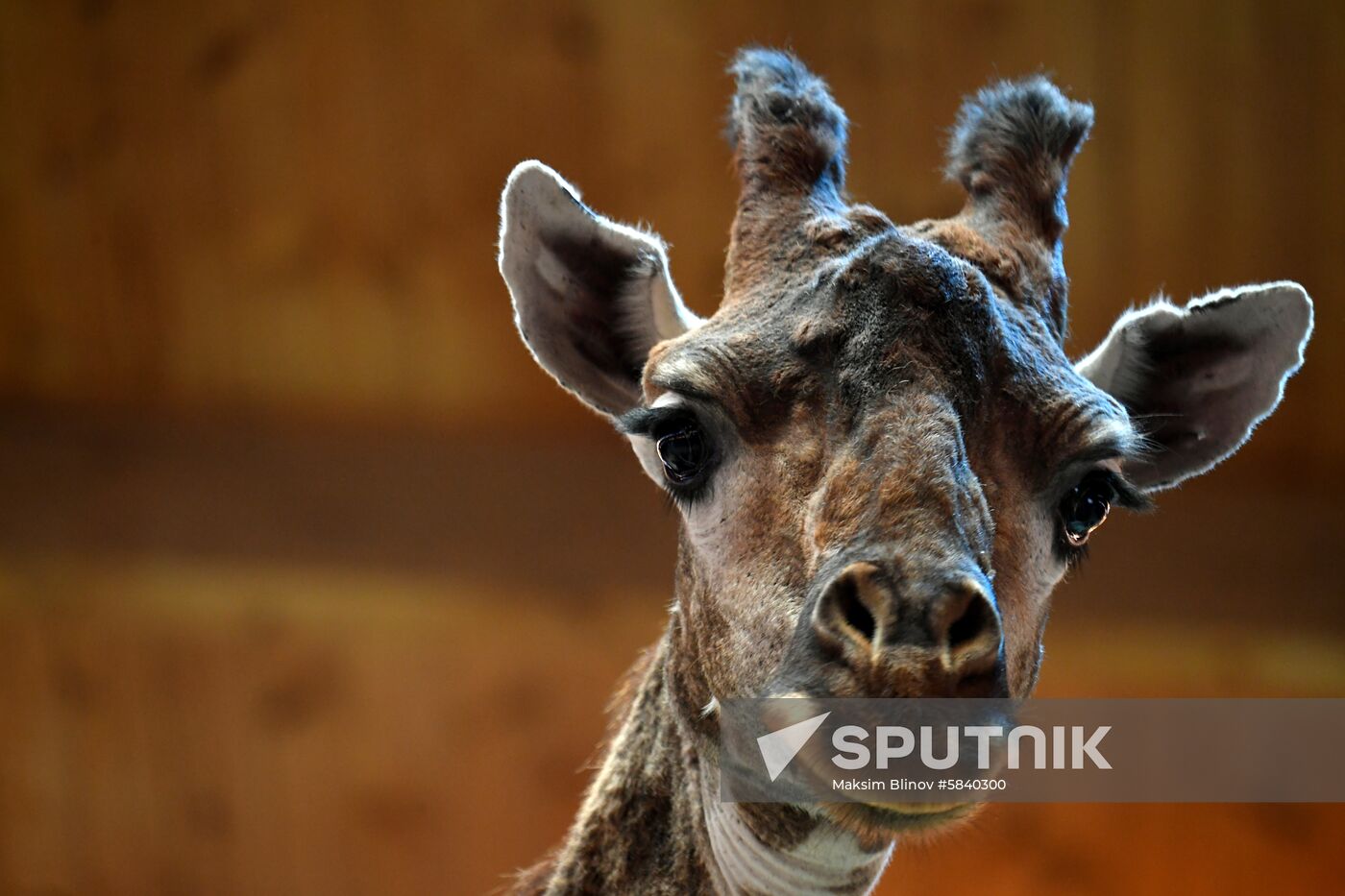 Russia Moscow Zoo