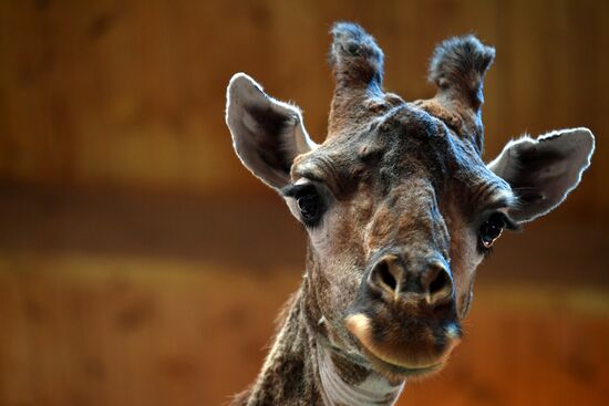 Russia Moscow Zoo