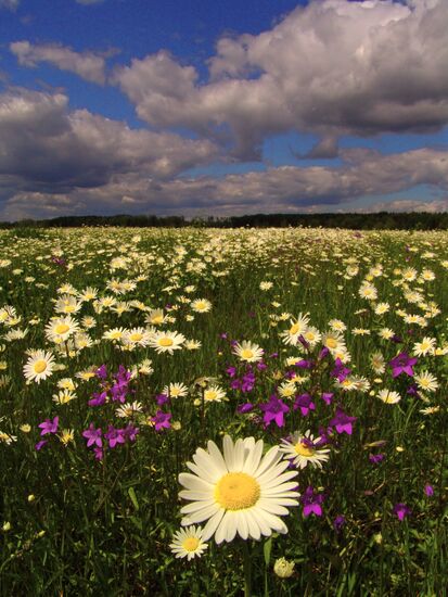 Outskirts of village of Nerazh