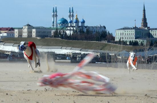 Russia Dog Coursing