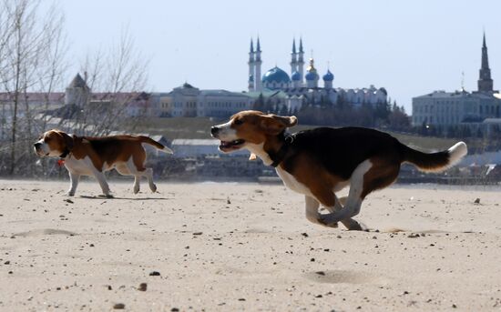 Russia Dog Coursing
