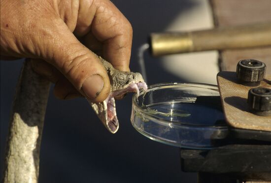 Extracting snake venom