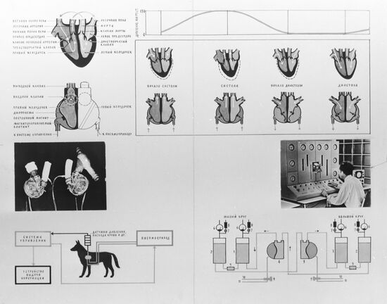 Research Institute of Clinical and Experimental Surgery at Ministry of Health of USSR