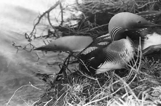 Black-throated loon
