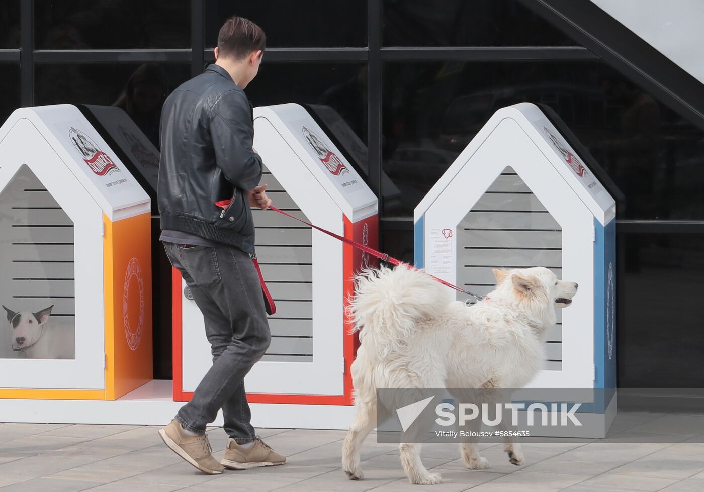 Russia Dog Parking
