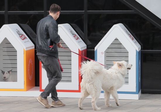 Russia Dog Parking