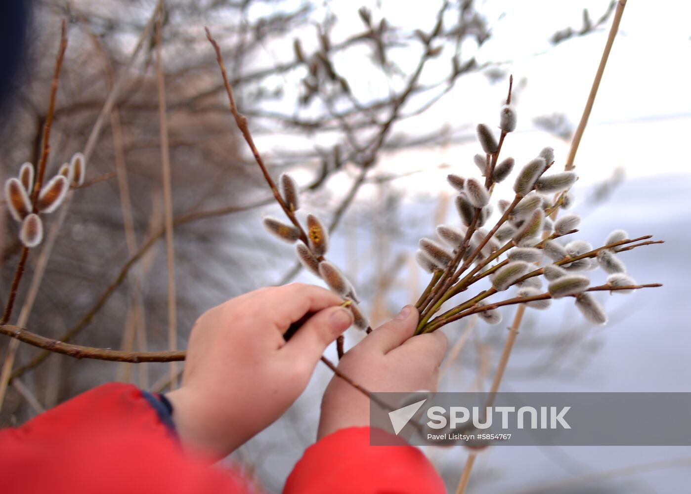 Picking pussy willow in Sverdlovsk Region