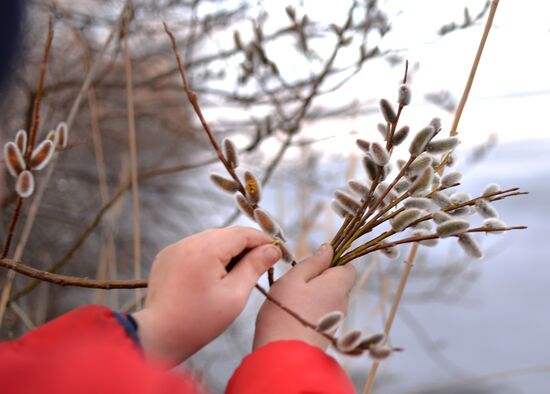 Picking pussy willow in Sverdlovsk Region