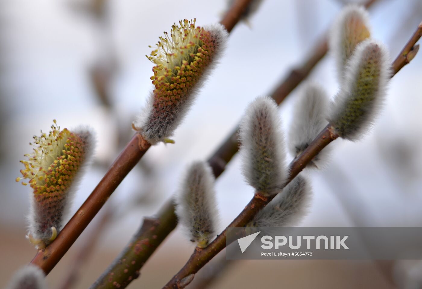 Picking pussy willow in Sverdlovsk Region