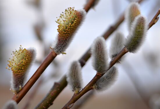 Picking pussy willow in Sverdlovsk Region