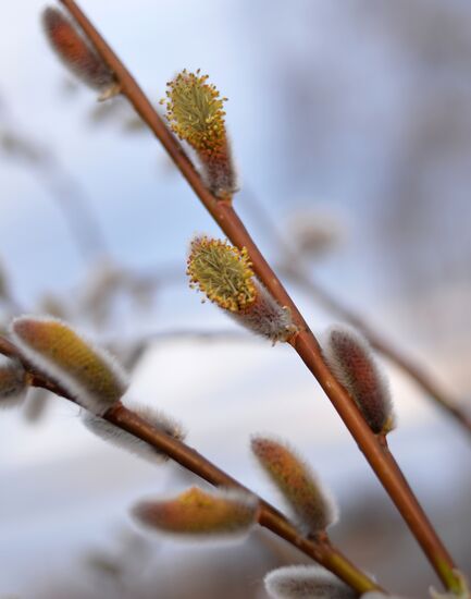 Picking pussy willow in Sverdlovsk Region