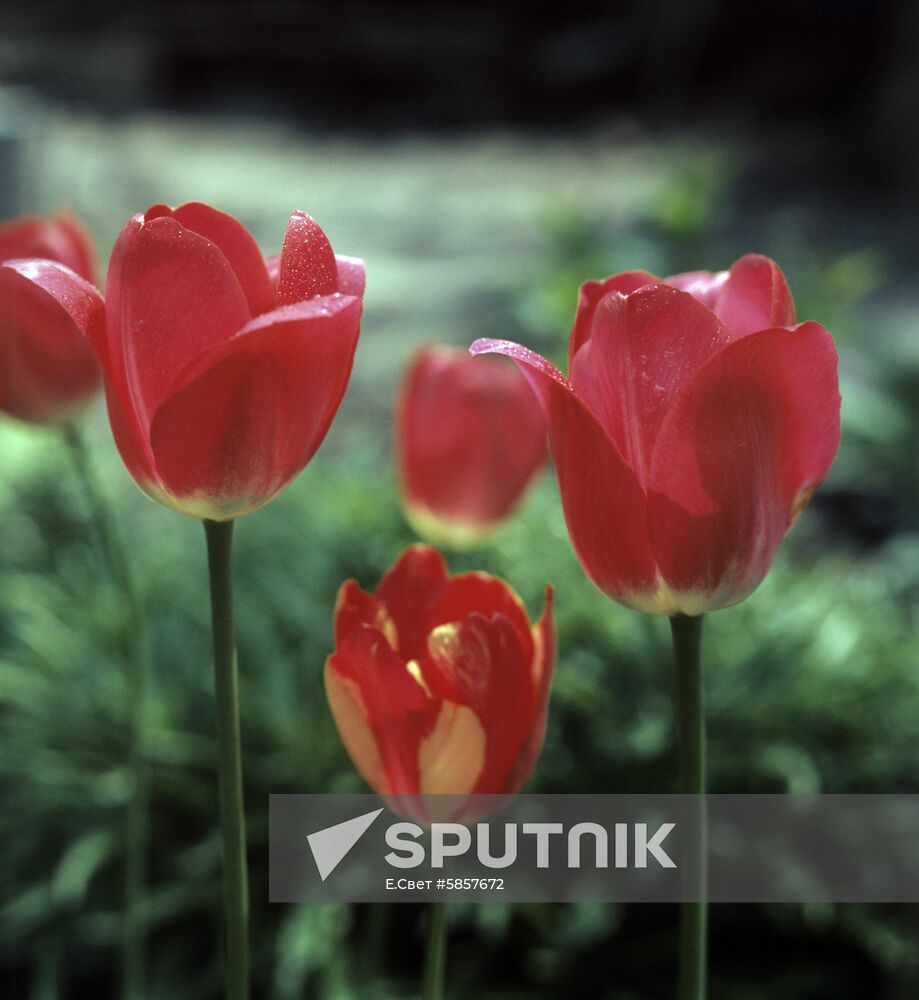 Blooming tulips