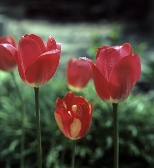 Blooming tulips