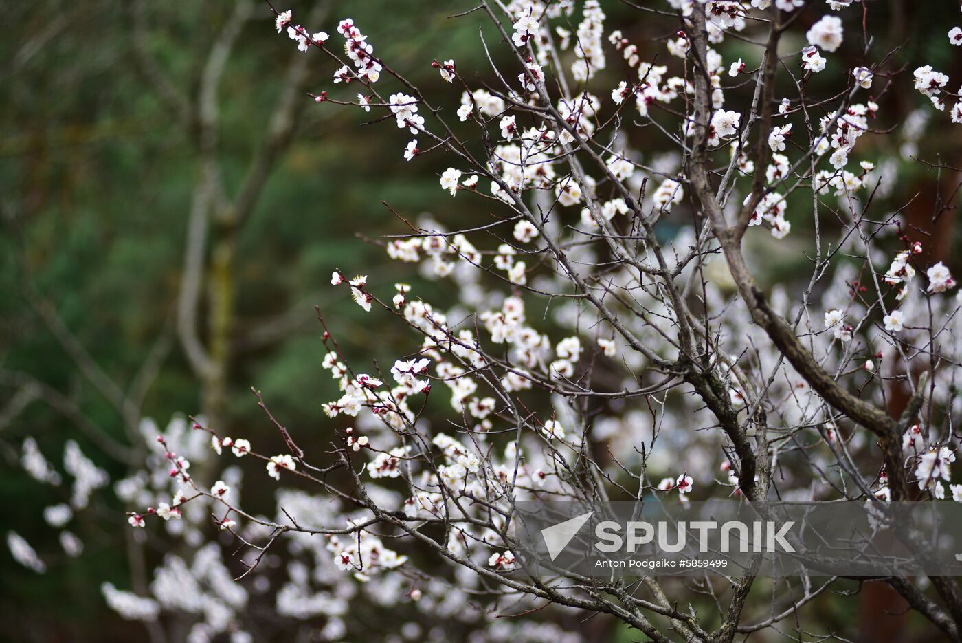 Russia Spring