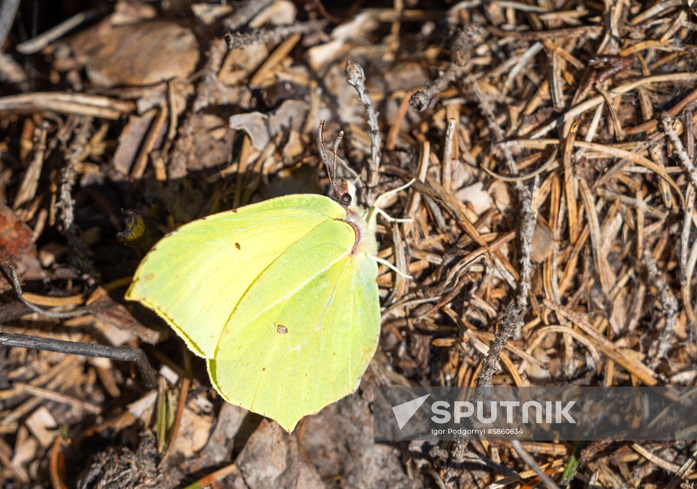Russia Karelia Spring