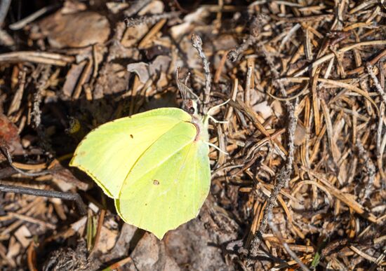 Russia Karelia Spring