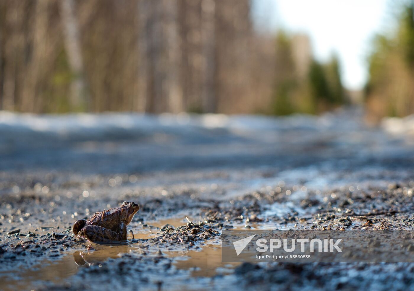 Russia Karelia Spring